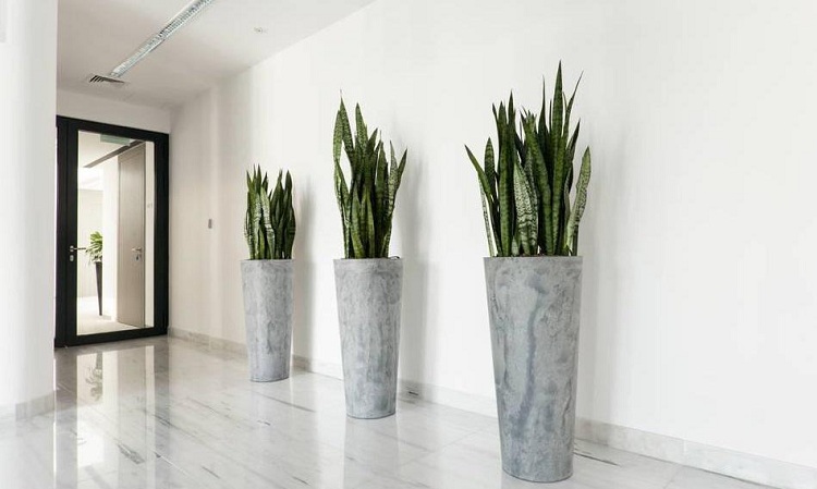 綠植租賃到了后期怎么樣做才能讓植物養活率高？