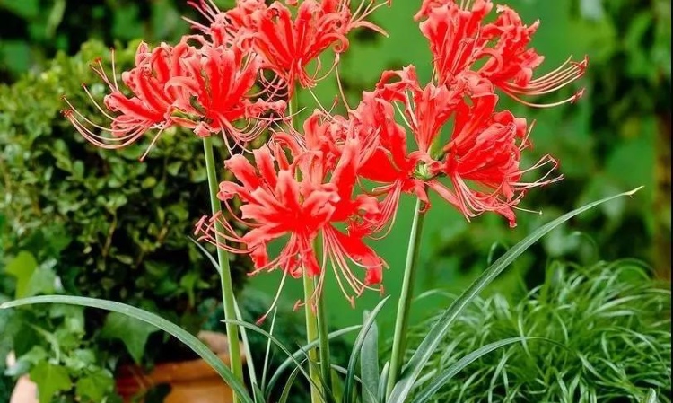 曼珠沙華，彼岸花