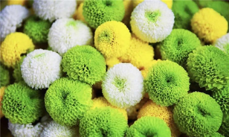 一團球菊，一捧秋意