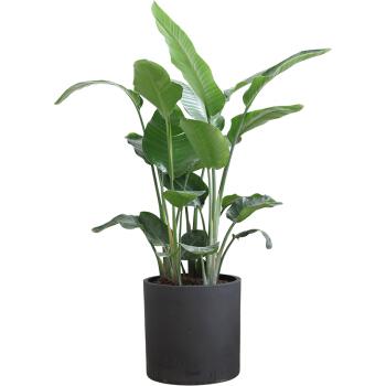 一年四季該如何維護綠植呢？