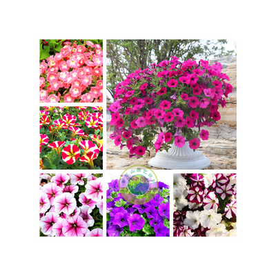 牽?；?></div>
          <div   id=