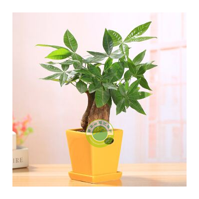 水培小發(fā)財樹(shù)