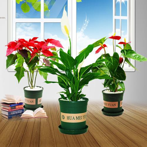 花卉租賃有哪些優(yōu)勢呢？