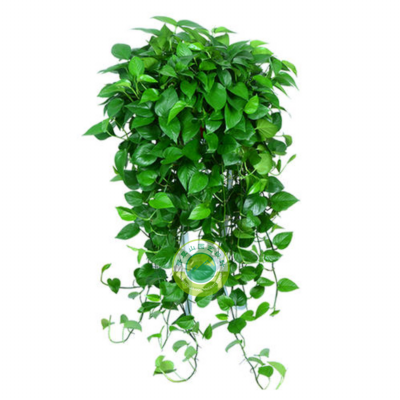 吊綠蘿