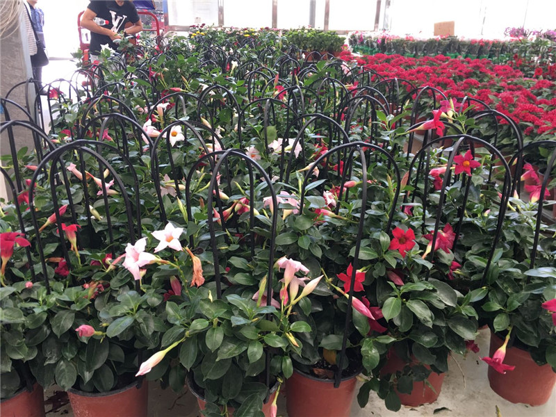 花卉綠植銷(xiāo)售