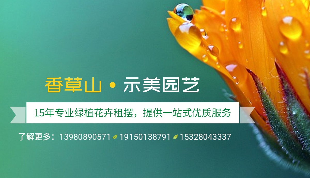 香草山園藝：一千種多肉，一千種乖萌