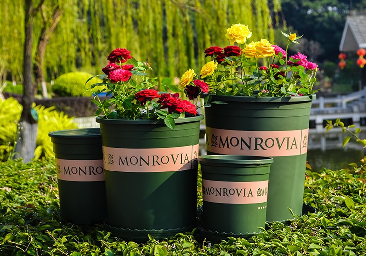 樹(shù)脂加侖花盆