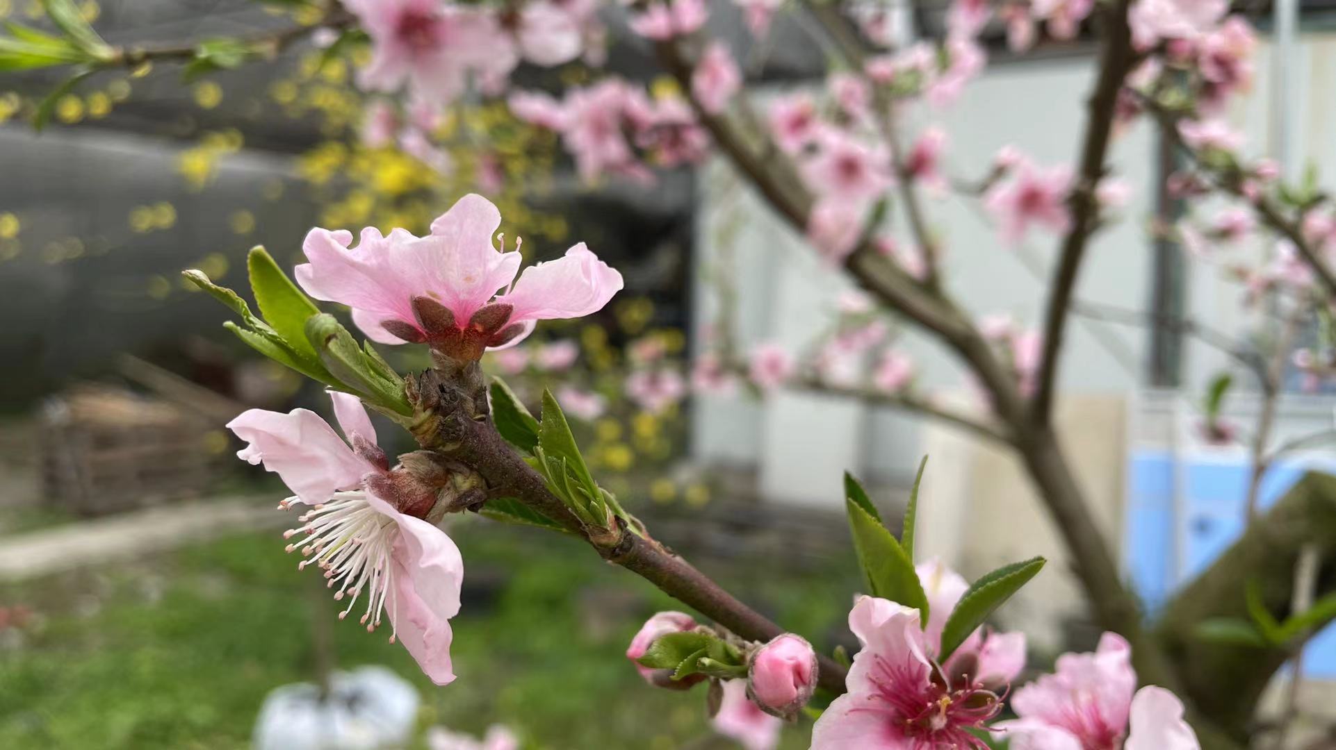 春暖花開(kāi)，綠植租賃綠植租擺成都香草山示美園藝設計有限公司苗圃基地的花開(kāi)了