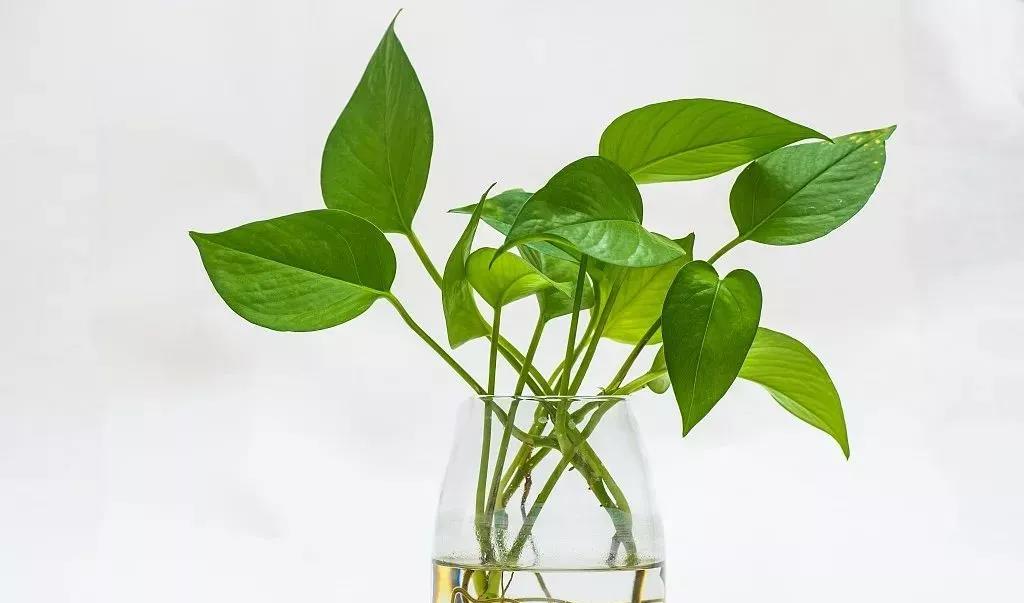 香草山綠植課堂丨是什么讓綠蘿變枯萎？解析綠蘿種植常見(jiàn)誤區