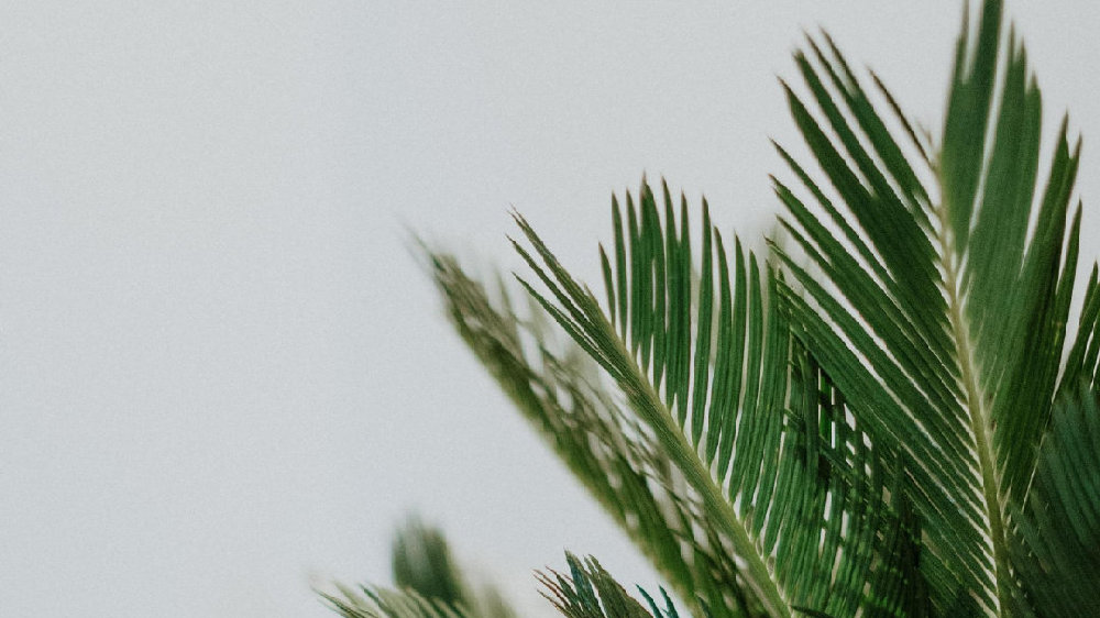 香草山 | 辦公室綠植要“對癥下藥”，快看看自己適合啥？